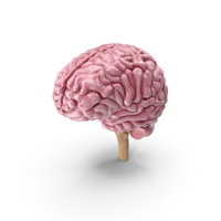 Human Anatomy Brain PNG & PSD Images