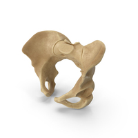 Male Human Pelvis PNG & PSD Images