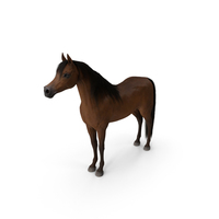 Arabian Horse Brown Fur PNG & PSD Images