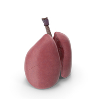 Human Respiratory System Lungs PNG & PSD Images