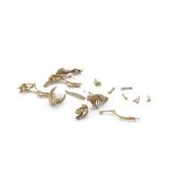 Two Dinosaurus Skeletons On Ground PNG & PSD Images