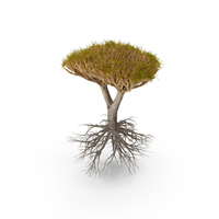 Dragon Tree Roots PNG & PSD Images