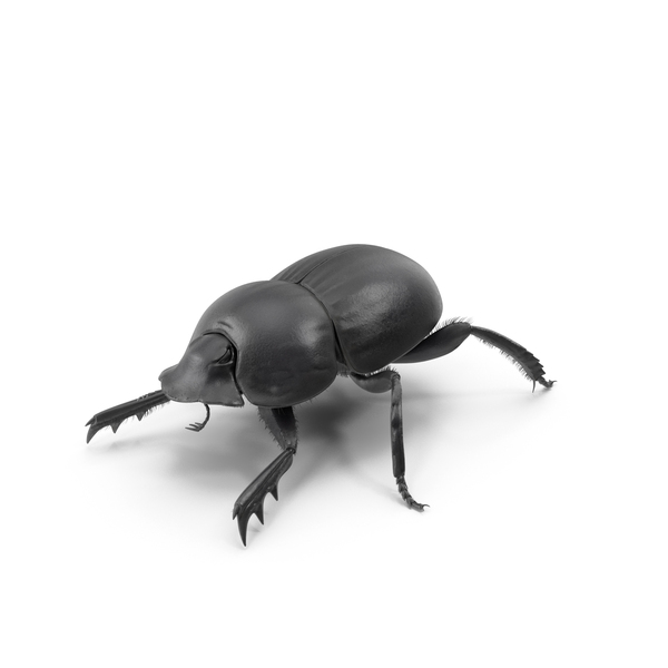 Dung Roller Fur PNG & PSD Images