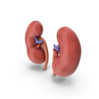 Human Kidney PNG & PSD Images