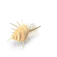 Sea Shell PNG & PSD Images
