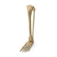 Man Leg Bones PNG & PSD Images