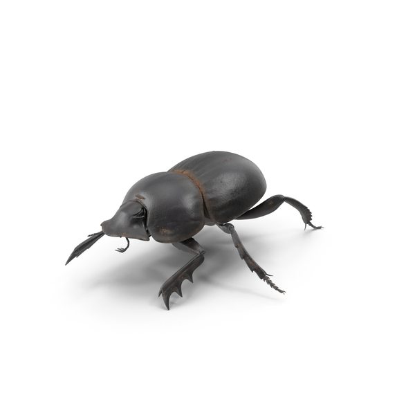 Dung Beetle Crawling Dirt PNG & PSD Images