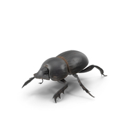 Dung Beetle Crawling Dirt PNG & PSD Images