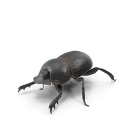 Manure Roller Beetle Dirty PNG & PSD Images