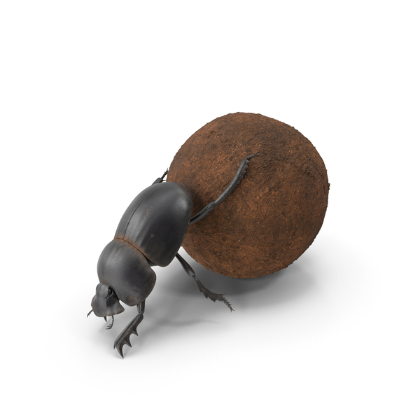 Roller Beetle Pushing Sphere Dirt PNG & PSD Images