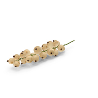 White Currants on Stem PNG & PSD Images