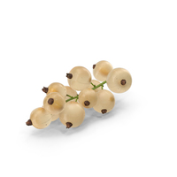 White Currant Berries Branch PNG & PSD Images