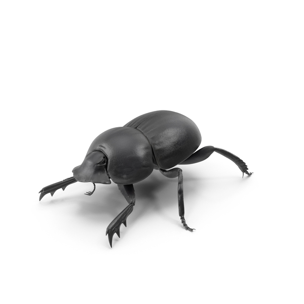 Dung Beetle Standing PNG & PSD Images