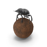 Dung Beetle on Dung Ball PNG & PSD Images