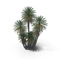 Date Palm Trees PNG & PSD Images