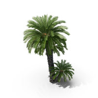 Japanese Sago Palm Trees PNG & PSD Images