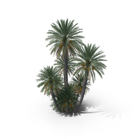 Date Palm Trees PNG & PSD Images