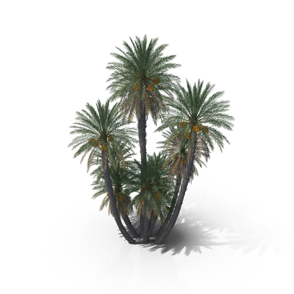 Date Palm Trees PNG & PSD Images