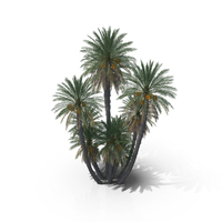 Date Palm Trees PNG & PSD Images
