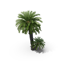 Japanese Sago Palm Trees PNG & PSD Images