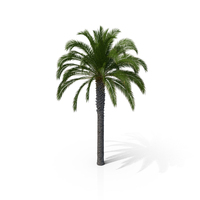 Canary Island Date Palm PNG & PSD Images