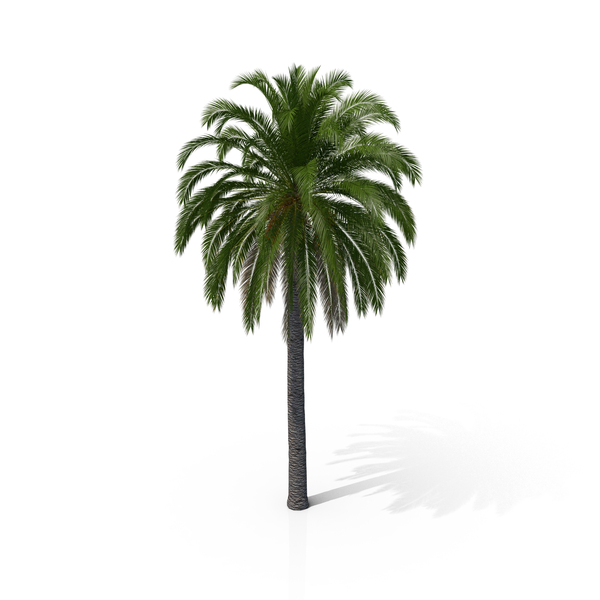 Canary Island Date Palm PNG & PSD Images