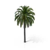Canary Island Date Palm PNG & PSD Images