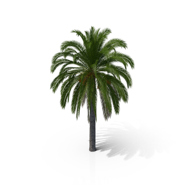 Canary Island Date Palm PNG & PSD Images