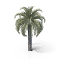 Jelly Palm Tree PNG & PSD Images