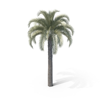 Palm Tree PNG & PSD Images