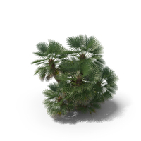 Palm Tree PNG & PSD Images