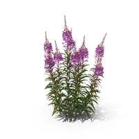 Fireweed PNG & PSD Images