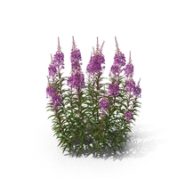Fireweed PNG & PSD Images