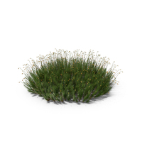 Haircap Moss PNG & PSD Images