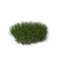 Haircap Moss PNG & PSD Images