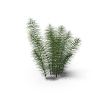 Horsetail PNG & PSD Images