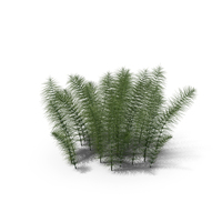 Horsetail PNG & PSD Images