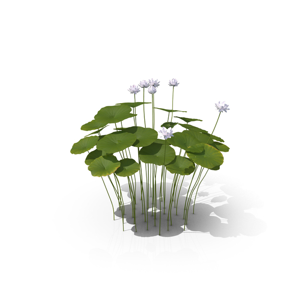 Sacred Lotus PNG & PSD Images