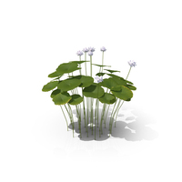 Sacred Lotus PNG & PSD Images