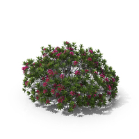Alpen Rose PNG & PSD Images
