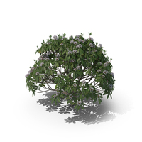 Great Rhododendron Bush PNG & PSD Images