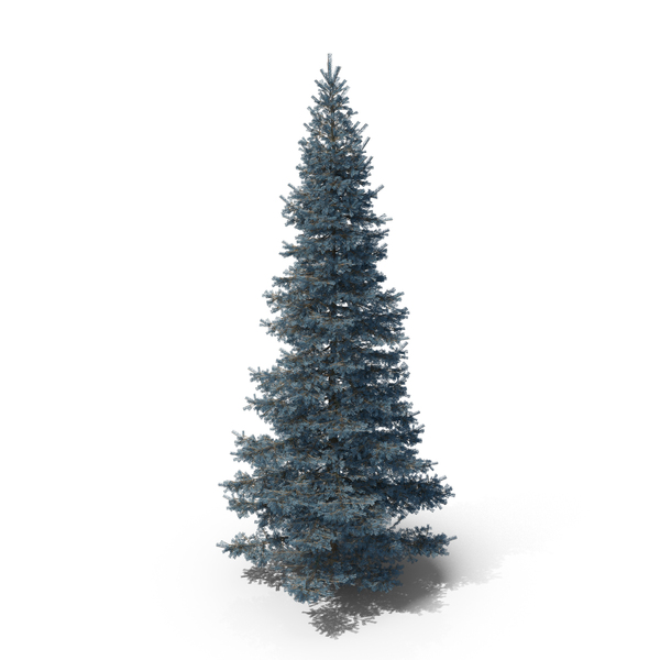 Blue Spruce Tree PNG & PSD Images