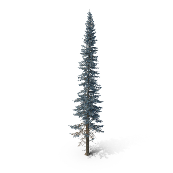 Blue Spruce Tree PNG & PSD Images