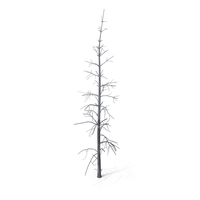 Dead Pine Tree PNG & PSD Images