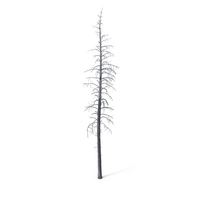 Dead Pine Tree PNG & PSD Images