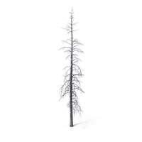 Dead Pine Tree PNG & PSD Images