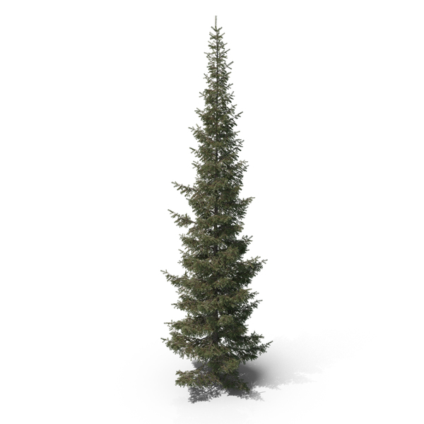 Engelmann Spruce Tree PNG & PSD Images
