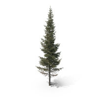 Engelmann Spruce Tree PNG & PSD Images