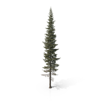 Engelmann Spruce Tree PNG & PSD Images