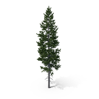 Pine Tree PNG & PSD Images